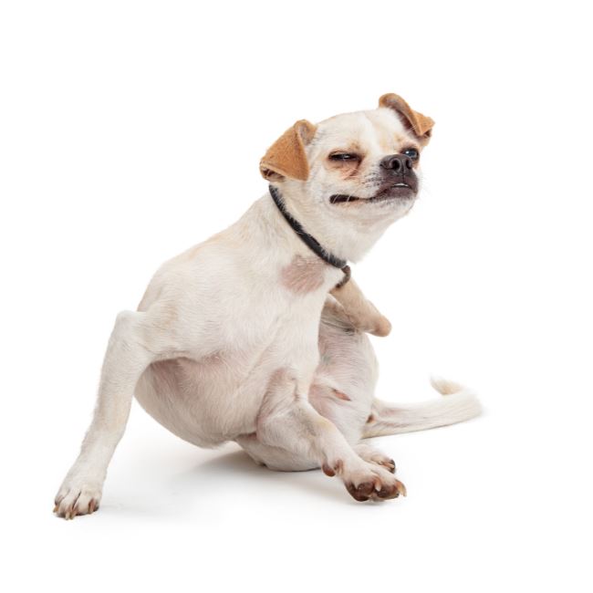 Köpeklerde Kaşıntı Neden Olur? 